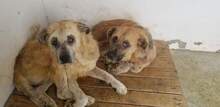 PARSO, Hund, Mischlingshund in Spanien - Bild 8