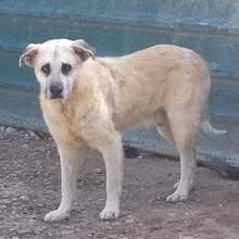 OLMO, Hund, Herdenschutzhund in Spanien - Bild 1
