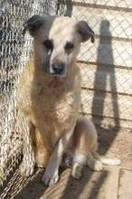 OLMO, Hund, Mischlingshund in Spanien - Bild 2
