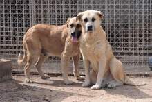 OLMO, Hund, Mischlingshund in Spanien - Bild 5
