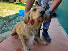 BEPPINA, Hund, Segugio Maremmano in Italien - Bild 2