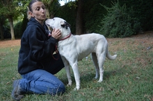 CAMELLIA, Hund, Mischlingshund in Italien - Bild 3