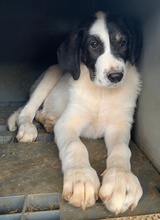 REXI, Hund, Mischlingshund in Griechenland - Bild 12