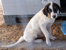 REXI, Hund, Mischlingshund in Griechenland - Bild 2