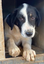 REXI, Hund, Mischlingshund in Griechenland - Bild 23