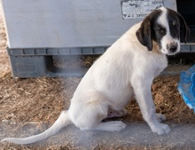 REXI, Hund, Mischlingshund in Griechenland - Bild 3