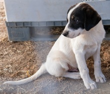 REXI, Hund, Mischlingshund in Griechenland - Bild 4