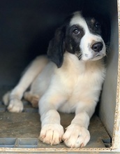 REXI, Hund, Mischlingshund in Griechenland - Bild 7
