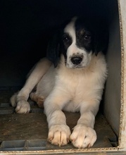 REXI, Hund, Mischlingshund in Griechenland - Bild 9