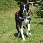 CRUC, Hund, Bulldog-Mix in Spanien - Bild 3