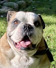THAYSON, Hund, Old English Bulldog in Salzwedel - Bild 1