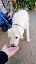 MICA, Hund, Mischlingshund in Ungarn - Bild 3