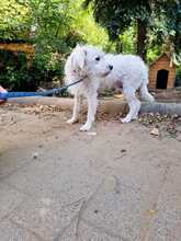 MICA, Hund, Mischlingshund in Ungarn - Bild 4