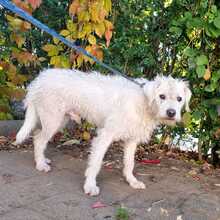 MICA, Hund, Mischlingshund in Ungarn - Bild 6