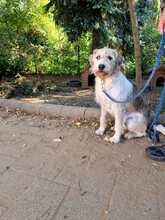 PICUR, Hund, Mischlingshund in Ungarn - Bild 2