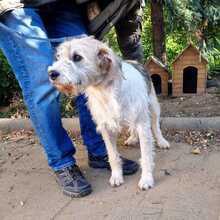 PICUR, Hund, Mischlingshund in Ungarn - Bild 3