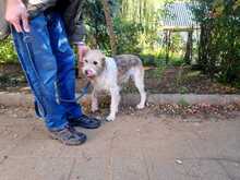 PICUR, Hund, Mischlingshund in Ungarn - Bild 4