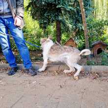 PICUR, Hund, Mischlingshund in Ungarn - Bild 5