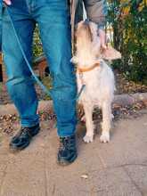 PICUR, Hund, Mischlingshund in Ungarn - Bild 7