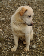 AL, Hund, Mischlingshund in Kroatien - Bild 12