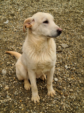 AL, Hund, Mischlingshund in Kroatien - Bild 13