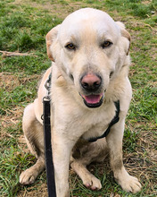 AL, Hund, Mischlingshund in Kroatien - Bild 4