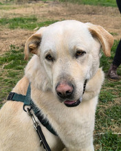 AL, Hund, Mischlingshund in Kroatien - Bild 5