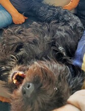 SHILA, Hund, Mischlingshund in Schmallenberg - Bild 5