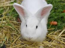 SALLY, Hasenartige, Zwergkaninchen in Hamburg - Bild 2