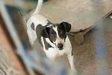 HOTSPOT, Hund, Mischlingshund in Kroatien - Bild 1