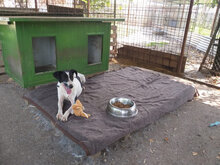 HOTSPOT, Hund, Mischlingshund in Kroatien - Bild 2