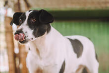 HOTSPOT, Hund, Mischlingshund in Kroatien - Bild 3
