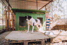 HOTSPOT, Hund, Mischlingshund in Kroatien - Bild 4