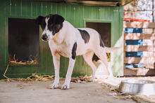 HOTSPOT, Hund, Mischlingshund in Kroatien - Bild 5