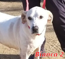 BIANCA2, Hund, Mischlingshund in Italien - Bild 1