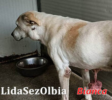BIANCA2, Hund, Mischlingshund in Italien - Bild 5