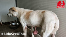 BIANCA2, Hund, Mischlingshund in Italien - Bild 6