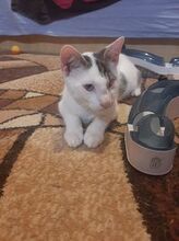 JUNIOR, Katze, Europäisch Kurzhaar in Bulgarien - Bild 3