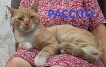 PACCITO, Katze, Europäisch Kurzhaar in Bulgarien - Bild 1