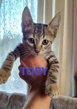 TOBY, Katze, Europäisch Kurzhaar in Röttenbach - Bild 2