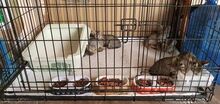 TOBY, Katze, Europäisch Kurzhaar in Röttenbach - Bild 3