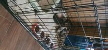 TOBY, Katze, Europäisch Kurzhaar in Röttenbach - Bild 4