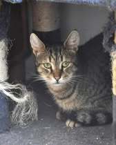 TOBY, Katze, Europäisch Kurzhaar in Röttenbach - Bild 6