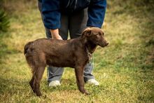 VULLI, Hund, Mischlingshund in Ungarn - Bild 3