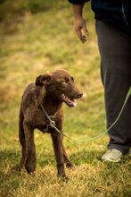 VULLI, Hund, Mischlingshund in Ungarn - Bild 4