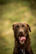 VULLI, Hund, Mischlingshund in Ungarn - Bild 6