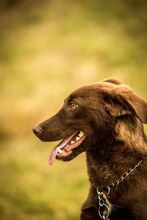 VULLI, Hund, Mischlingshund in Ungarn - Bild 7