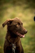 VULLI, Hund, Mischlingshund in Ungarn - Bild 8