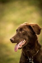 VULLI, Hund, Mischlingshund in Ungarn - Bild 9