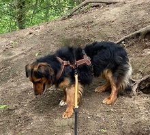GIULIO, Hund, Mischlingshund in Leverkusen - Bild 7